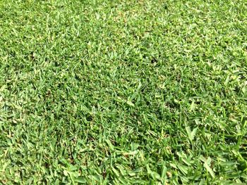 Full frame shot of green plants on field