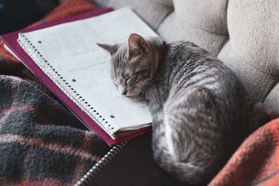 Close-up of cat resting on book