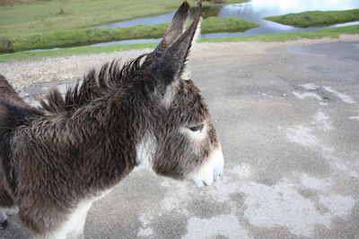 Side view of a horse on field