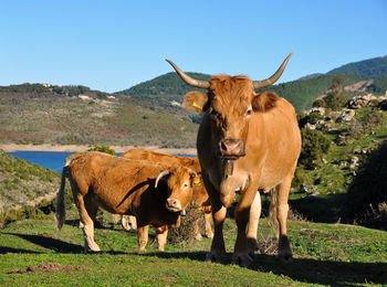 Cow standing in field against sky