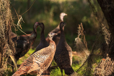 Wild osceola wild turkey meleagris gallopavo osceola in the woods of myakka state park in sarasota