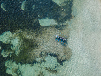 High angle view of an animal in sea