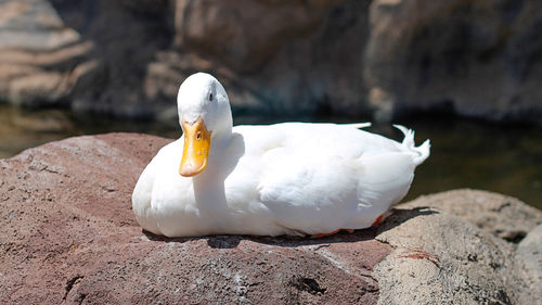 Close-up of swan on rock by lake