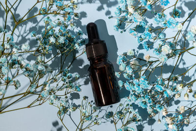 Top view of beauty oil with natural ingredients on a blue background with gypsophila flowers. 