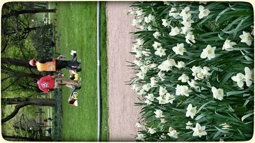 Woman holding plant in garden