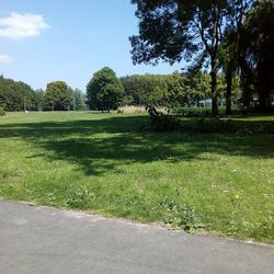 Scenic view of grassy field against sky