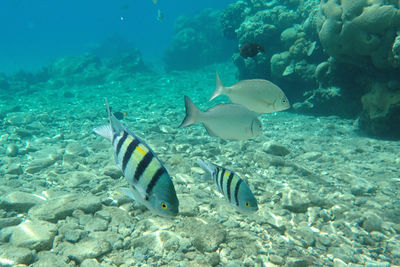 Fish swimming in the red sea