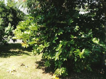 Plants growing on tree