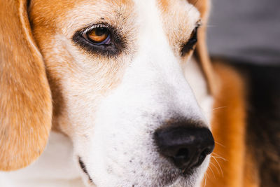 pet