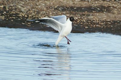 Black-headed gull flying over pond