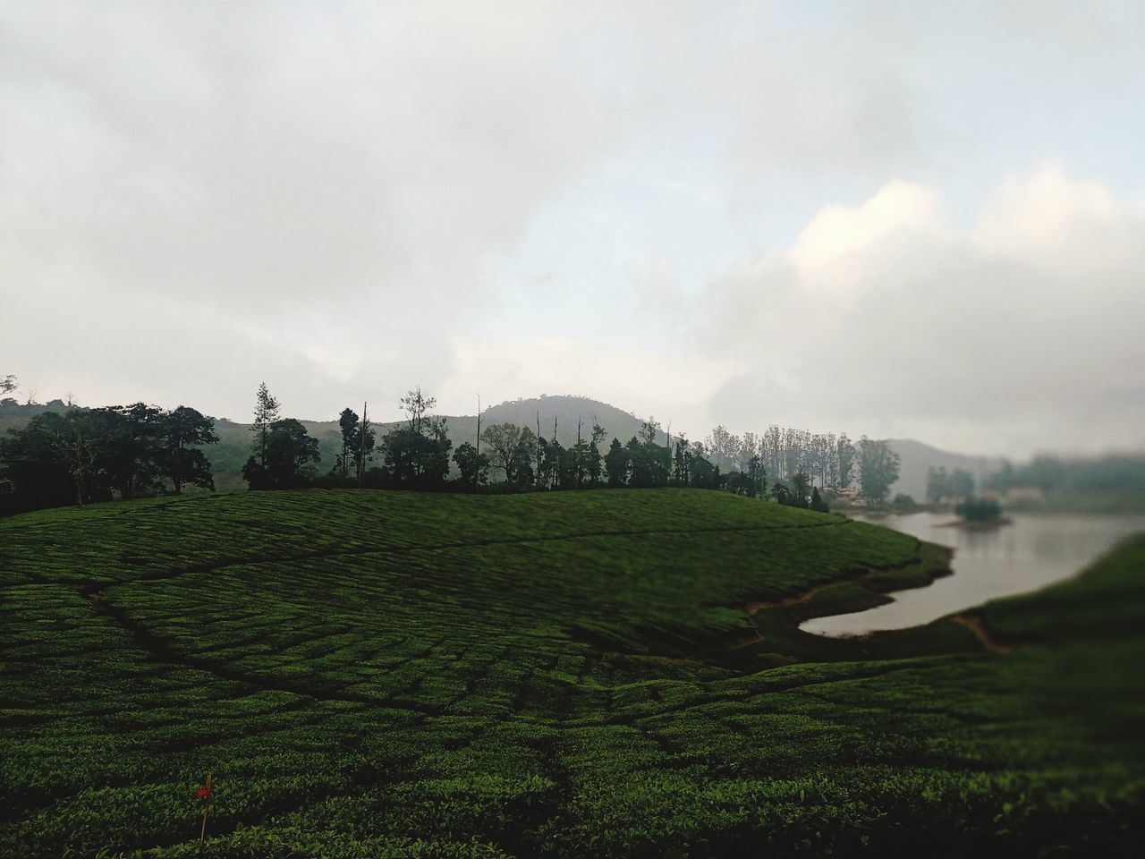 nature Photo Megamalai Mobilephotography Forsell Tamilnadutourism Nature Tea Crop Rural Scene Fog Mountain Agriculture Water Tree Field Social Issues Springtime Agricultural Field Farmland First Eyeem Photo