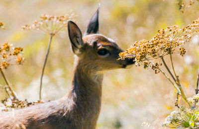 Close-up of deer