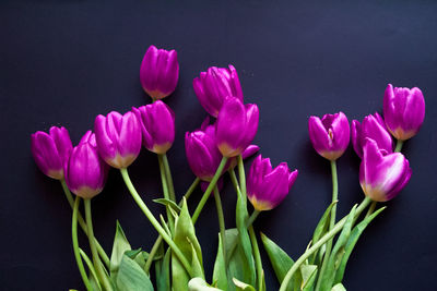 Close-up of pink flowers