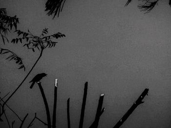 Low angle view of trees