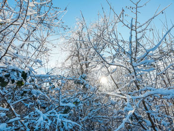 Low angle view of snow covered bare trees against sky