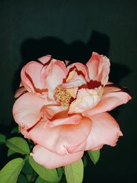 Close-up of pink rose