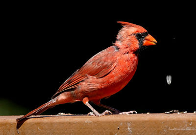 Close-up of bird perching on wood