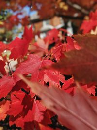 Close-up of red maple leaves