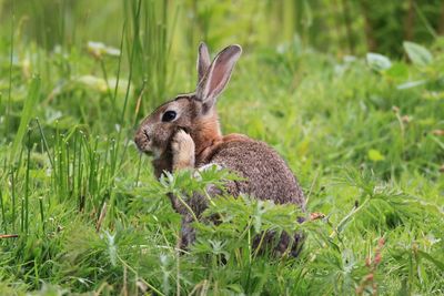 Close-up side view of a rabbit on grass