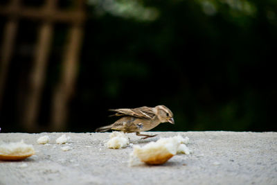 Close-up of bird perching outdoors