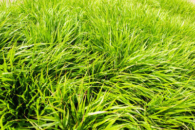 Full frame shot of fresh green field