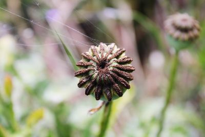 Close-up of flowering plant