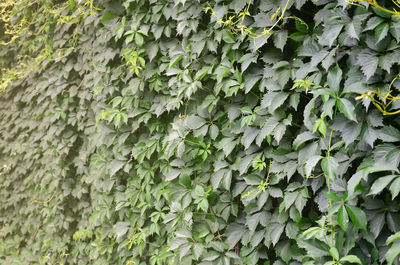 Full frame shot of ivy growing on wall