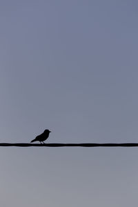 Low angle view of bird perching on cable against sky