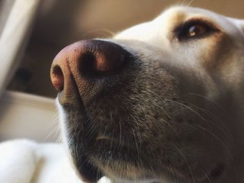 Close-up of a dog