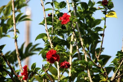 Low angle view of red flowering plants