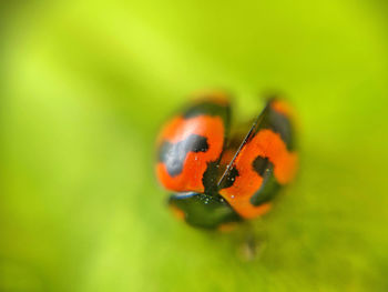 Close-up of ladybug on leaf