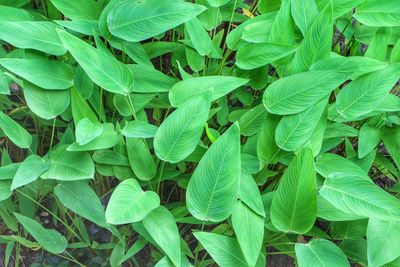 Full frame shot of green leaves