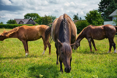 Horse grazing on field