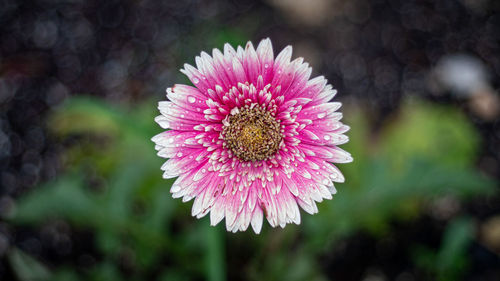 Close-up of pink flower