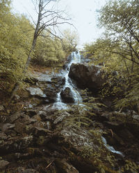 Scenic view of waterfall in forest