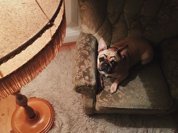 High angle portrait of dog relaxing at home