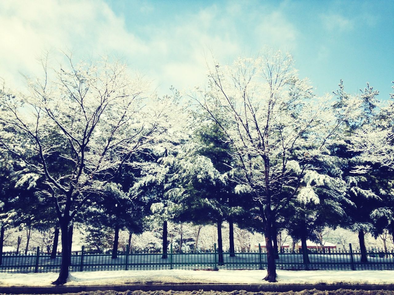 bare tree, tree, sky, winter, snow, tranquility, landscape, cold temperature, fence, tranquil scene, branch, nature, field, beauty in nature, scenics, weather, cloud - sky, season, tree trunk, cloud