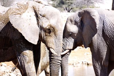 View of elephant drinking water