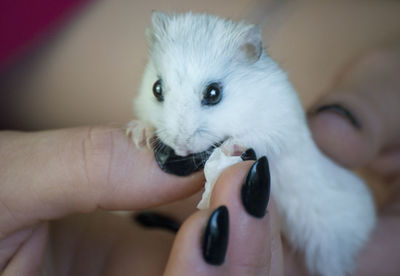 Close-up of hand holding small white cat