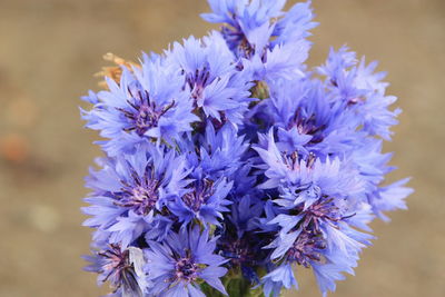 Close up of cornflower bouquet