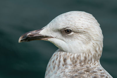 Close-up of bird