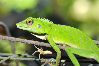 Close-up of lizard