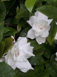 Close-up of white rose