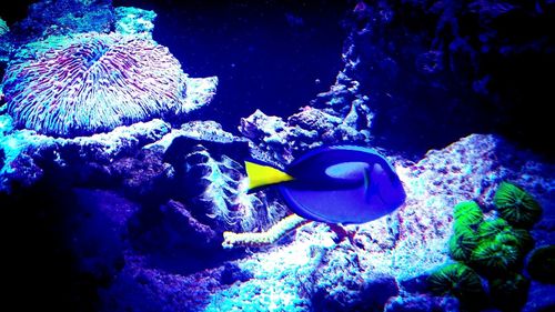 Close-up of fish swimming in aquarium