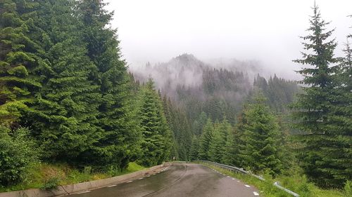 Road amidst trees in forest against sky