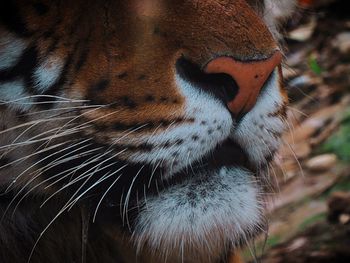 Close-up of a tiger mouth
