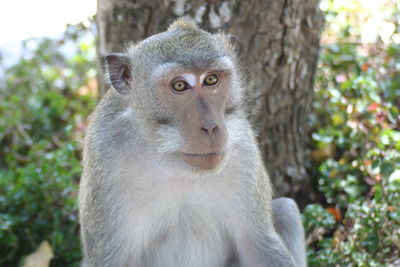 Close-up of monkey against tree