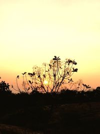 Silhouette bare tree against clear sky during sunset