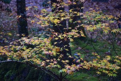 Trees growing in forest