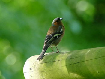 Close-up of bird perching on tree